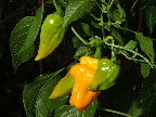 image/_chili-240.jpg
