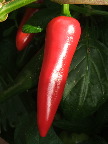 image/_chili-81.jpg