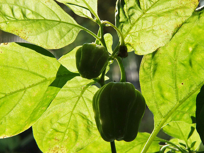 image/chili-515.jpg