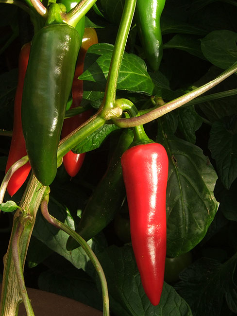 image/chili-79.jpg