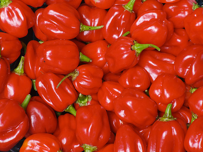 image/habanero-04.jpg