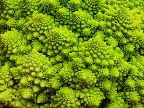 image/_romanesco_kaal-951.jpg