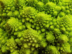 image/_romanesco_kaal-955.jpg