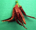 image/_toerret_chilli-01.jpg