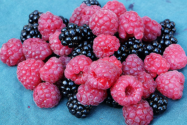 image/baer-9903.jpg