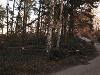 image/_vindfaeldet_traeer-766.jpg
