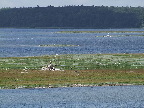 image/_roskilde_fjord-2230.jpg