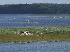 image/_roskilde_fjord-2232.jpg