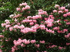 image/_rododendron-498.jpg