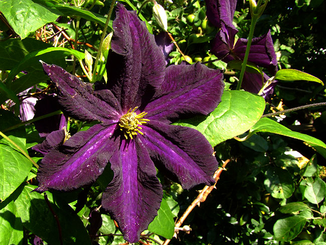 image/clematis-461.jpg