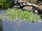 image/_bassin_vandplanter-50.jpg