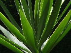 image/_palme-283.jpg