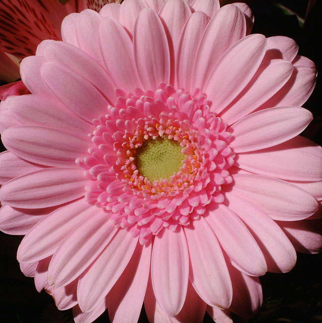 image/blomst-19.jpg