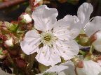 image/_kirsebaer_blomst-72.jpg