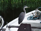 image/_lystfiskeriforeningen-010.jpg