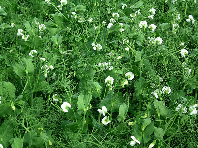 image/aerteblomster-05.jpg