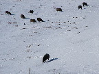 image/_faar-vinter-54.jpg