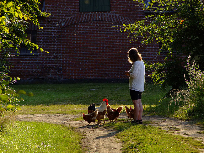 image/fodre_hoens-676.jpg
