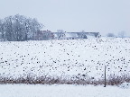 image/_gaard_vinterlandskab-6097.jpg