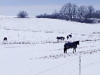 image/_heste_vinterfolde-307.jpg