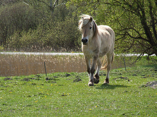 image/hest-01.jpg