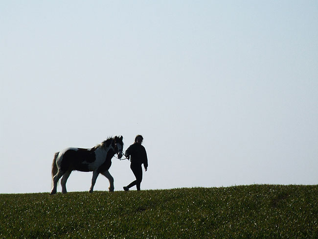 image/hest-02.jpg