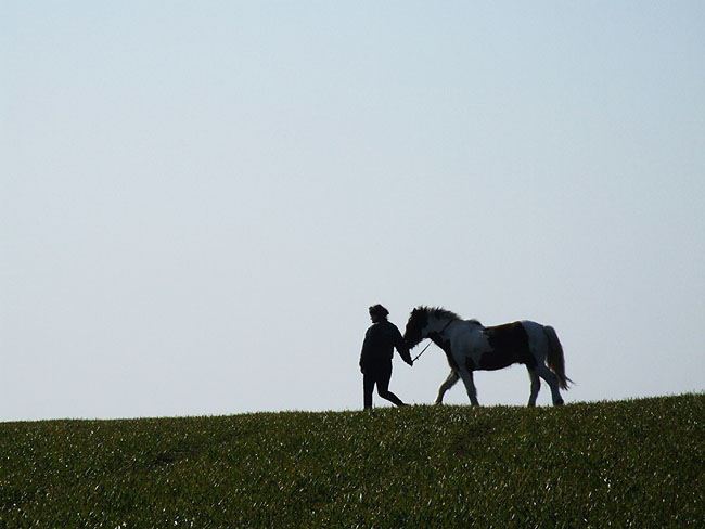 image/hest-04.jpg