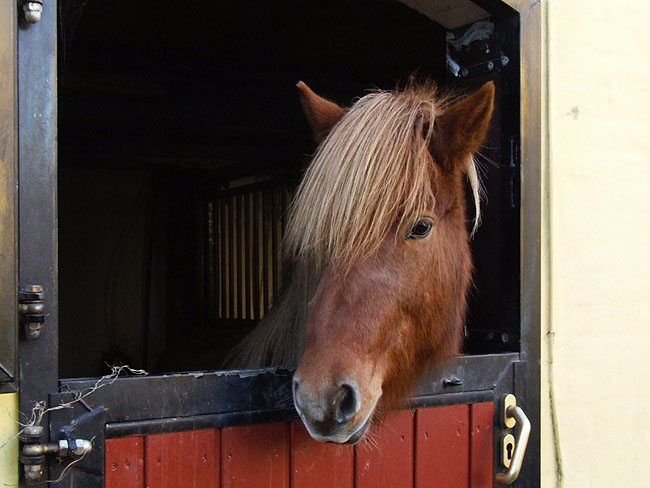 image/hest-06.jpg