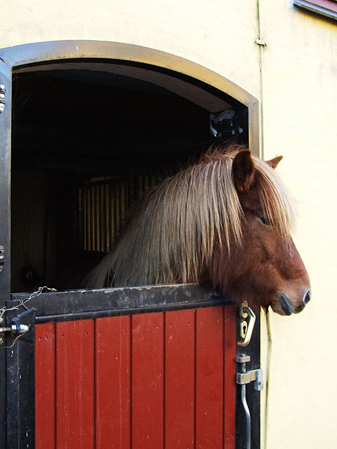 image/hest-07.jpg