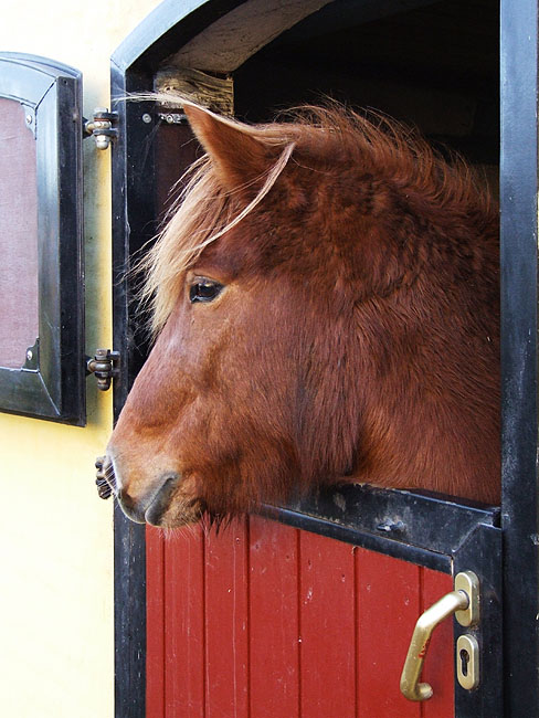 image/hest-08.jpg