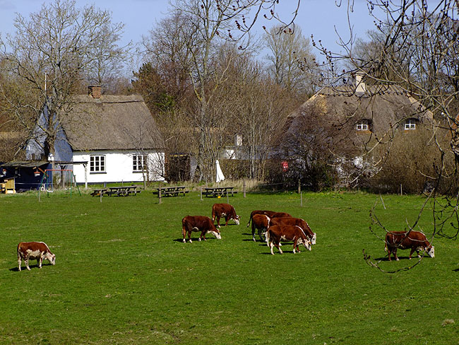 image/hereford_kvaeg-835.jpg