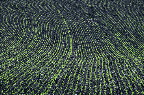 image/_vintersaed-9433.jpg