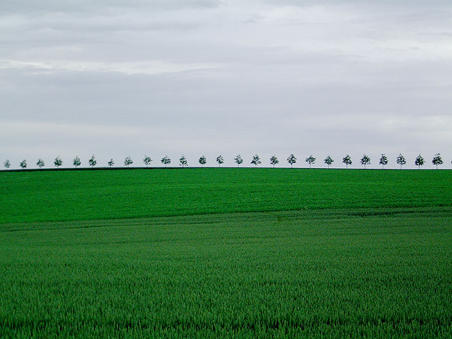 image/marker_og_traealle-14.jpg