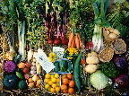 image/_oekologiske_groentsager-01.jp