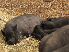 image/_oroe_dyrepark-0859.jpg