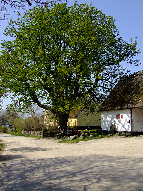 image/pederstrup-450.jpg