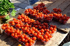 image/_torvedag_roskilde-3733.jpg
