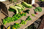 image/_torvedag_roskilde-3735.jpg