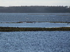 image/_roskilde_fjord-103.jpg