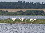 image/_roskilde_fjord-131.jpg