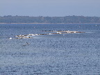 image/_roskilde_fjord-155.jpg