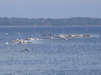 image/_roskilde_fjord-156.jpg