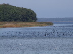 image/_roskilde_fjord-169.jpg