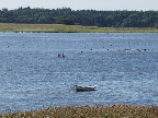 image/_roskilde_fjord-188.jpg