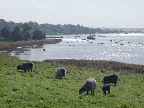 image/_roskilde_fjord-202.jpg