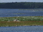 image/_roskilde_fjord-2232.jpg