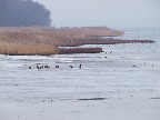 image/_roskilde_fjord-303.jpg