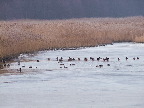 image/_roskilde_fjord-304.jpg