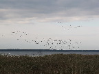 image/_roskilde_fjord-3528.jpg