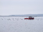 image/_roskilde_fjord-427.jpg